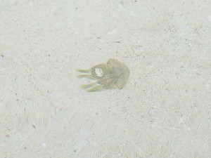 Jellyfish