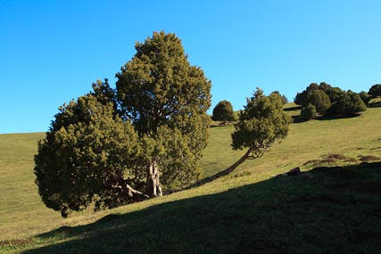 The area was forested with weathered old junipers