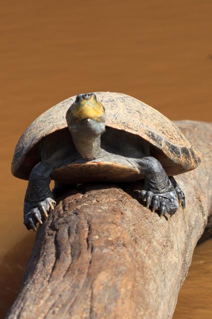Yellow Spotted River Turtle