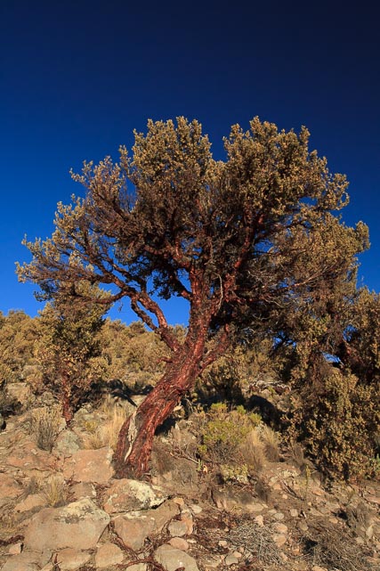 A Queñua Tree, growing on the side of the Sajama